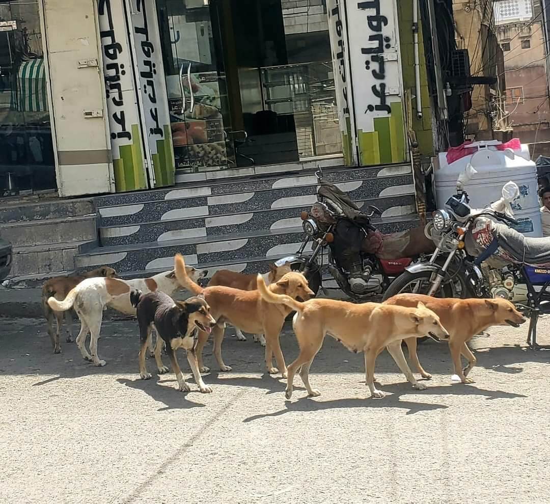 الكلاب الضالة تسيطر على شوارع محافظة تعز وتتسبب بوفاة العديد من المواطنين.