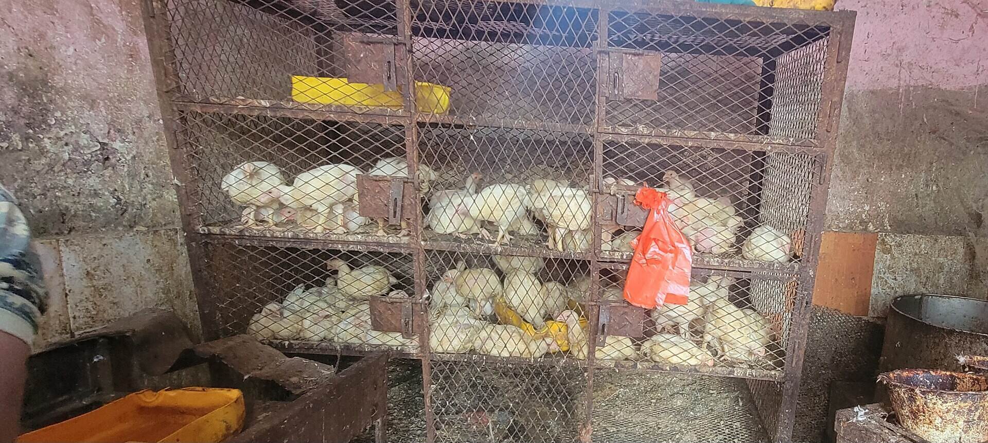 ارتفاع اسعار الدجاج في مناطق سيطرة المجلس الرئاسي حرم المواطنين من شراءها وتوفيرها كوجبة غذائية