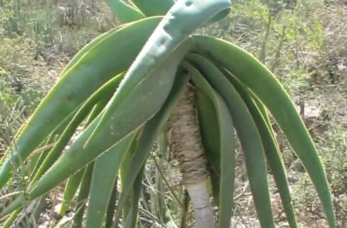 وفاةُ ثلاثةِ مواطنين ونقلُ أربعةِ آخرين إلى العناية المركزة في أحد مستشفيات الحوبان بعد تناولهم عُشبةً سامة.