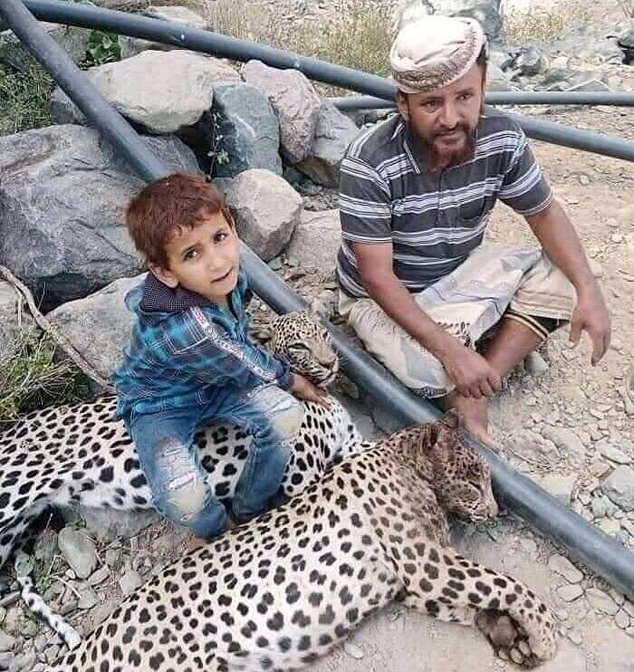 النمور العربية في المناطق الجنوبية مهدد بالإنقراض مع تزايد عمليات قتلها واصطيادها