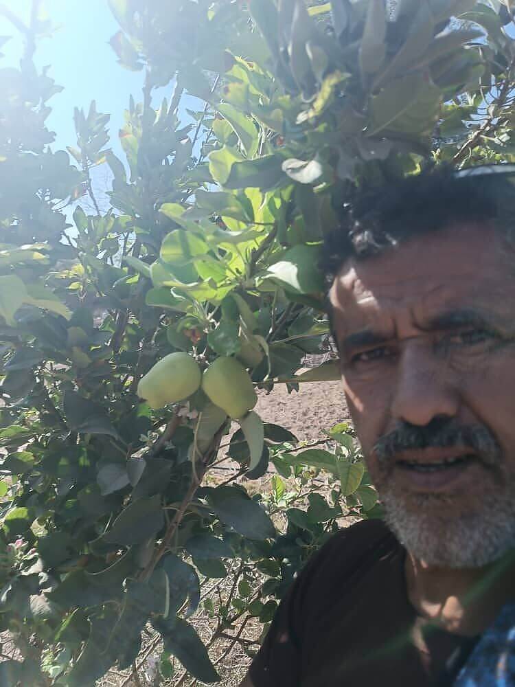 مواطن في محافظة لحج يتمكن من زراعة التفاح الأفوكادوا والتوت في منطقته الريفية