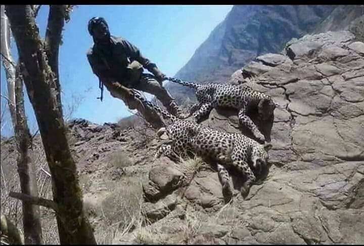 قلق بين خبراء البيئة والحياة البرية مع توسع استهداف النمور العربية في المحافظات الجنوبية