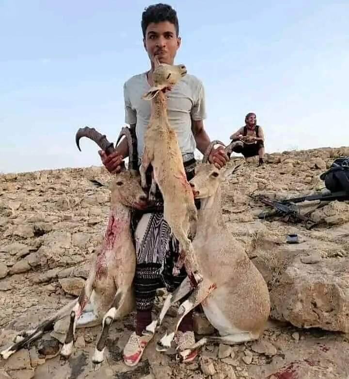 قلق بين خبراء البيئة والحياة البرية مع توسع استهداف النمور العربية في المحافظات الجنوبية