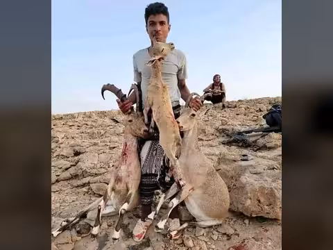 انتشار توثيق قنص الحيوانات المهددة بالانقراض في اليمن يثير قلقًا بيئيًا
