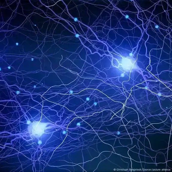 تكوّن خلايا عصبية جديدة في أدمغة البالغين يعيد الجدل حول تجدد خلايا المخ البشري.