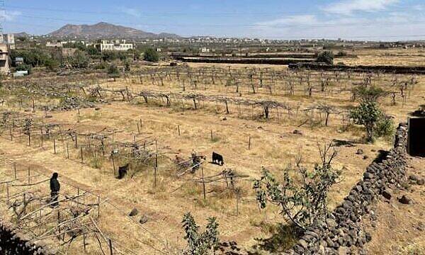 الحر يهدد الحياة في اليمن... “الفاو” تحذر من إجهاد حراري يضرب السكان والماشية والمزارع