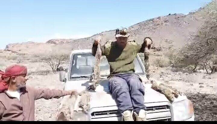 تزايد حالات القتل ضد حيوانات برية مهددة بالانقراض في المناطق الجنوبية