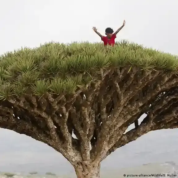 مئات السياح عالقون في سقطرى اليمنية ويناشدون دولهم لإجلائهم