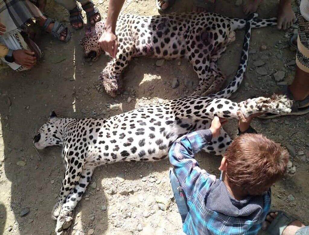 في اليوم العالمي للنمر العربي… خطر الفناء يلاحق النمور في اليمن