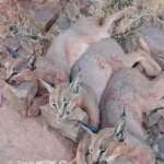 اتهامات بتواطؤ حكومي مع تصاعد قتل الحيوانات البرية المهددة بالانقراض في اليمن.