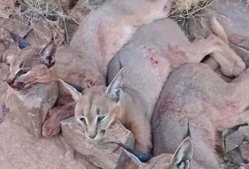 اتهامات بتواطؤ حكومي مع تصاعد قتل الحيوانات البرية المهددة بالانقراض في اليمن.