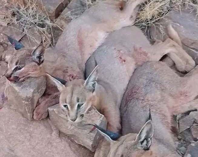 اتهامات بتواطؤ حكومي مع تصاعد قتل الحيوانات البرية المهددة بالانقراض في اليمن.