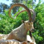 شرطة شبوة تضبط أربعة متهمين بصيد عدد من الوعول