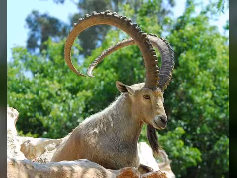 شرطة شبوة تضبط أربعة متهمين بصيد عدد من الوعول