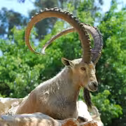 شرطة شبوة تضبط أربعة متهمين بصيد عدد من الوعول