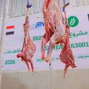 بدعم من العون المباشر الكويتية.. تدشين توزيع مشروع الأضاحي لـ1320 مستفيداً في حضرموت