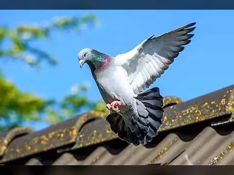 خلايا مناعية متخصصة في كبد الحمام تساعدها للوصول لعشها.