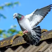 خلايا مناعية متخصصة في كبد الحمام تساعدها للوصول لعشها.