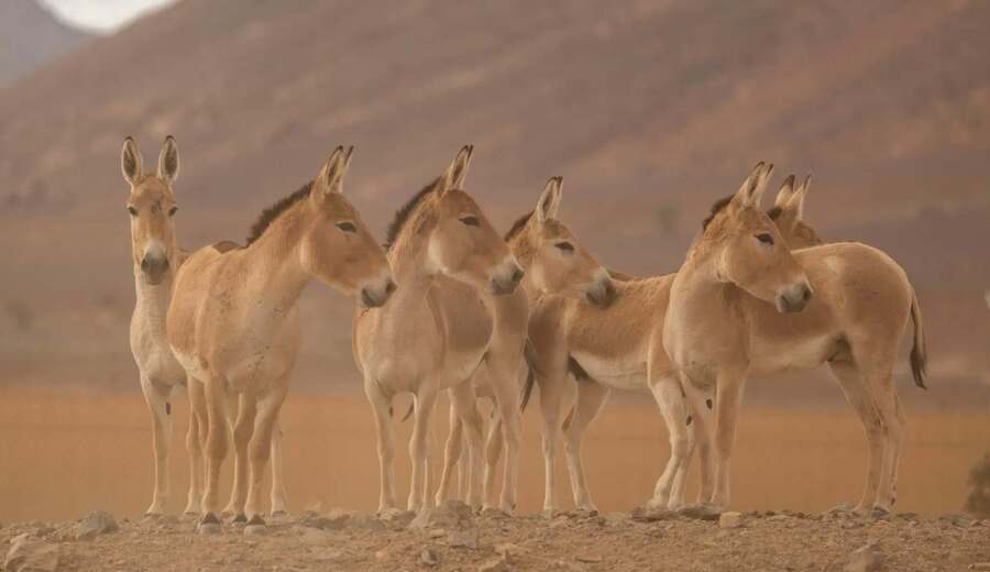 ولادة أول مهر للحمار البري الآسيوي في السعودية منذ خمسين عام.