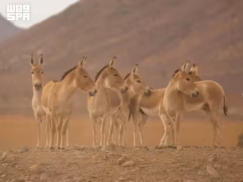 ولادة أول مهر للحمار البري الآسيوي في السعودية منذ خمسين عام.