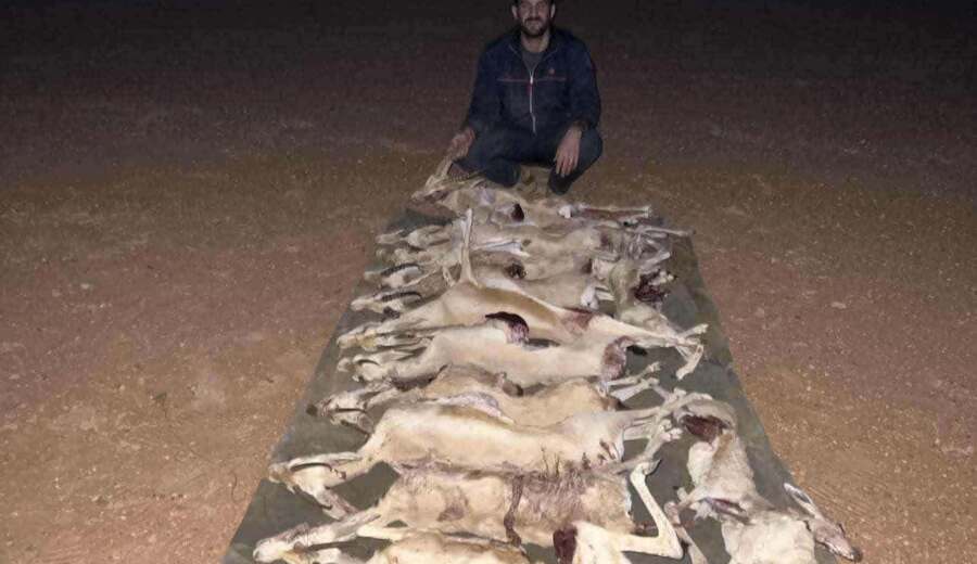 استعراض قتل 14 ظبياً يسلط الضوء على تراجع الحياة البرية في اليمن