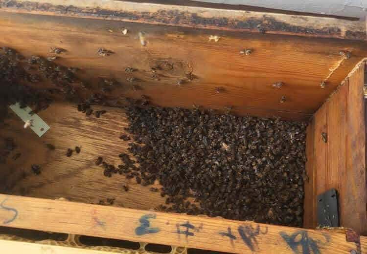 مبيدات مزارع القات تتسبب في نفوق 240 خلية نحل في عمران