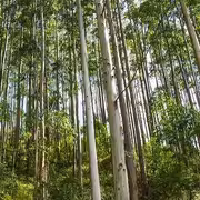 كيف يحوّل التين ثاني أكسيد الكربون إلى حجر جيري في التربة؟