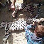 في اليوم العالمي للنمر العربي… خطر الفناء يلاحق النمور في اليمن